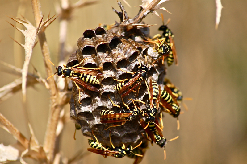 Problems with Wasps