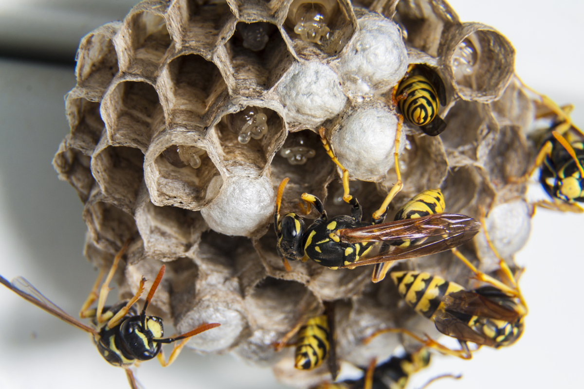 What Smells Do Wasps Hate? 