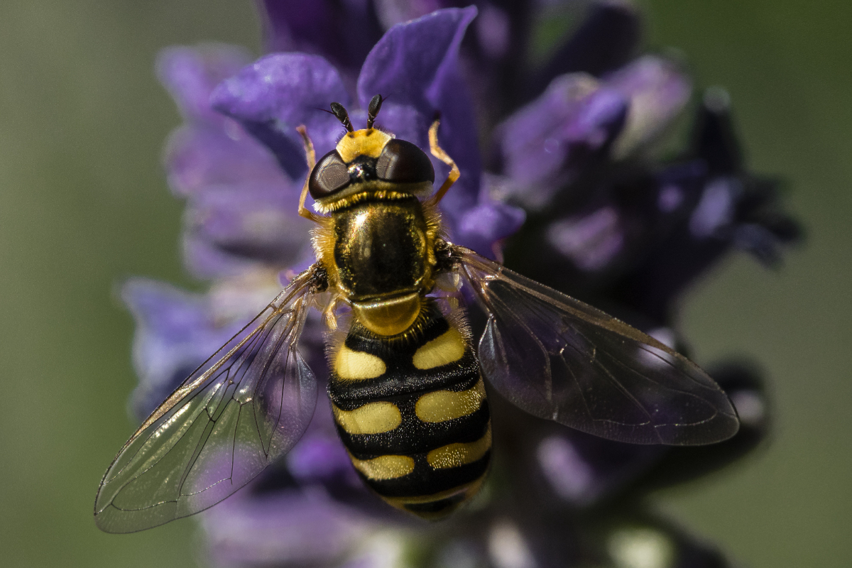 The Dangers of Wasps Image