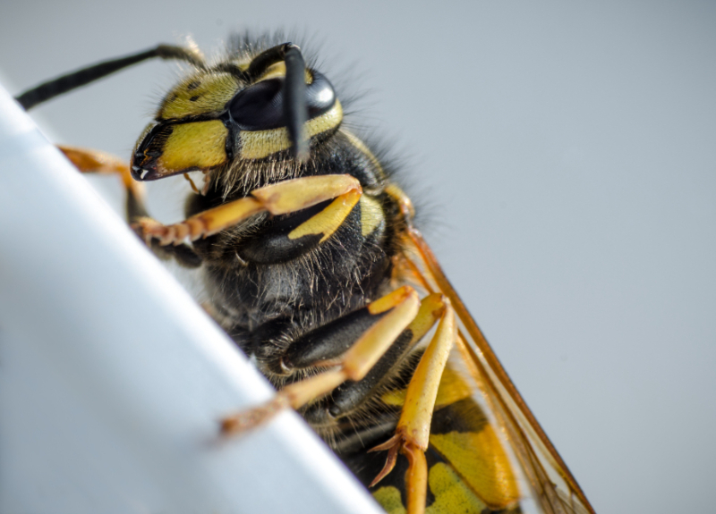 What is the difference between a bee and a wasp?