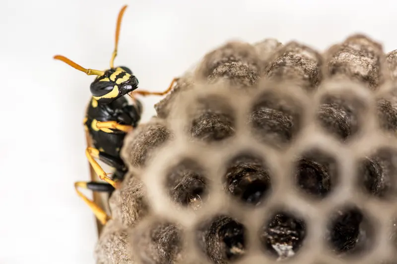 DIY wasp nest removal